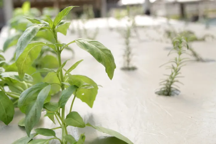 Indoor Herb Growing for Small-Space Households: Essentials