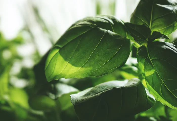 Improving Consistency With Indoor Herb Growing