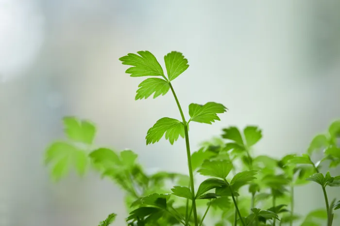 Keeping Notes About Your Indoor Herb Growing Progress